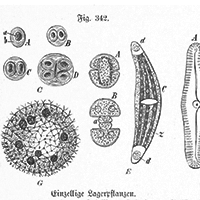 Microscope images of bacteria