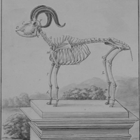 Squelette du Bouc d'Angora, dessin de Bouvée, 1755, Gallica