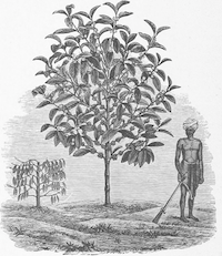Farmer standing before a fruit tree