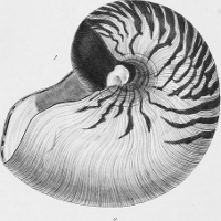 An ornate seashell