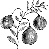 A branch with pears