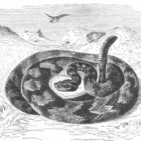 Grabado de una serpiente de cascabel