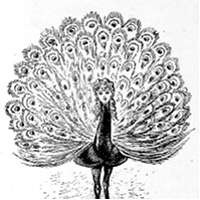 Dibujo de un pavo real con sus plumas extendidas.