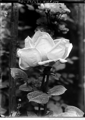 Rose. Concours de roses nouvelles de Bagatelle, Paris, 1920.