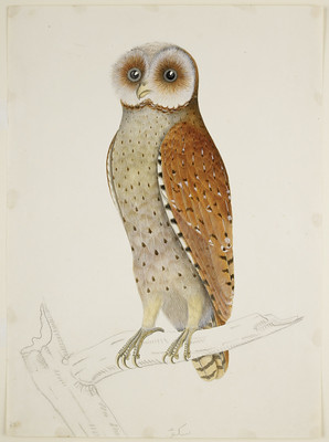 Drawing of a Bay Owl