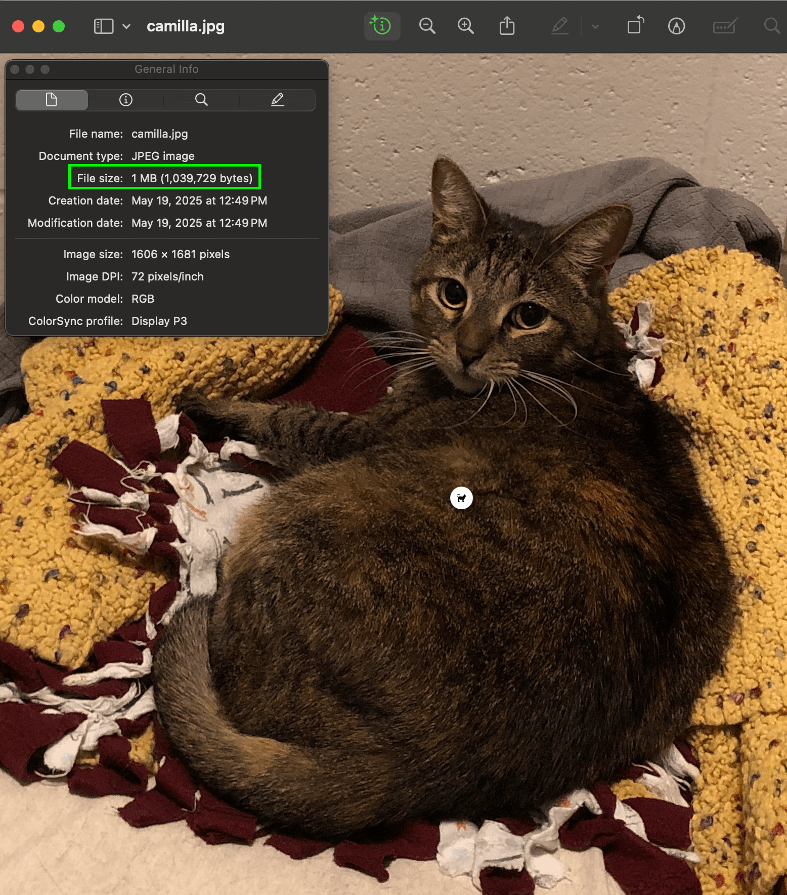 A photo of a cat resting on a blanket. In a popup box, technical details about the image file under the heading 'General Information'.