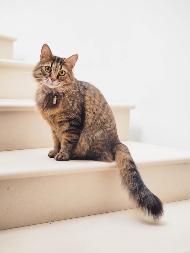 An image of a small cat at the bottom of a set of stairs looking directly at the camera
