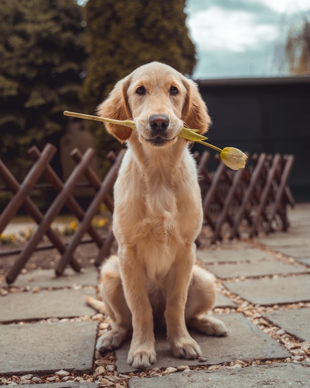 A picture of a dog outside holding a rose in its mouth staring directly at the camera