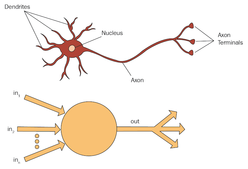 There is a picture at the top of an image showing a biological neuron with the dendrites, nucleus, axon, and axon terminals labeled. At the bottom, there is a picture of a geometric rendition of the neuron with the dendrites labeled as input and axon labeled as output.