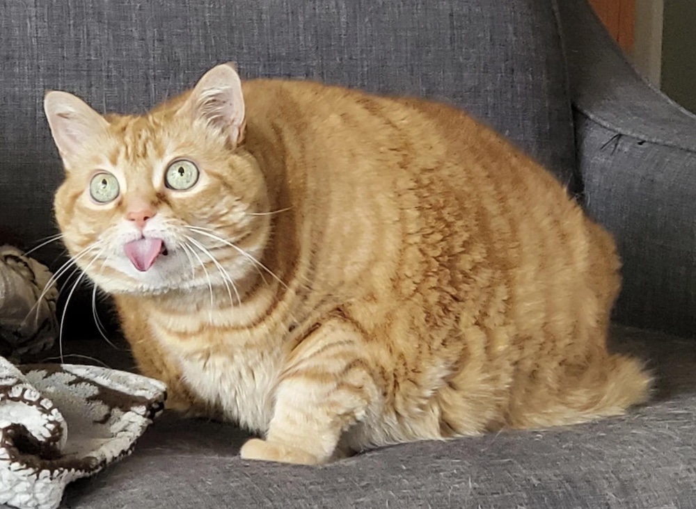 The photo shows a rather silly cat on a couch. The cat looks upwards and has its tongue out, making it look like a defiant kid. It's an orange tabby cat with fluffy fur and the couch is upholstered in grey cotton fabric.