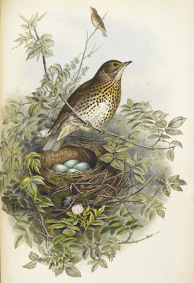 A bird with a nest filled with eggs.